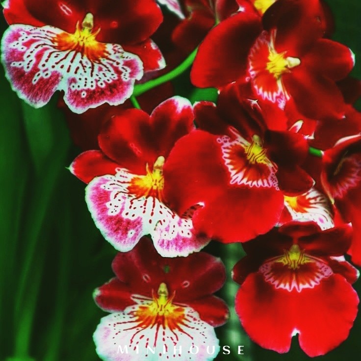 BENIH BIBIT BIJI ANGGREK /ANGGREK BULAN IMPORT