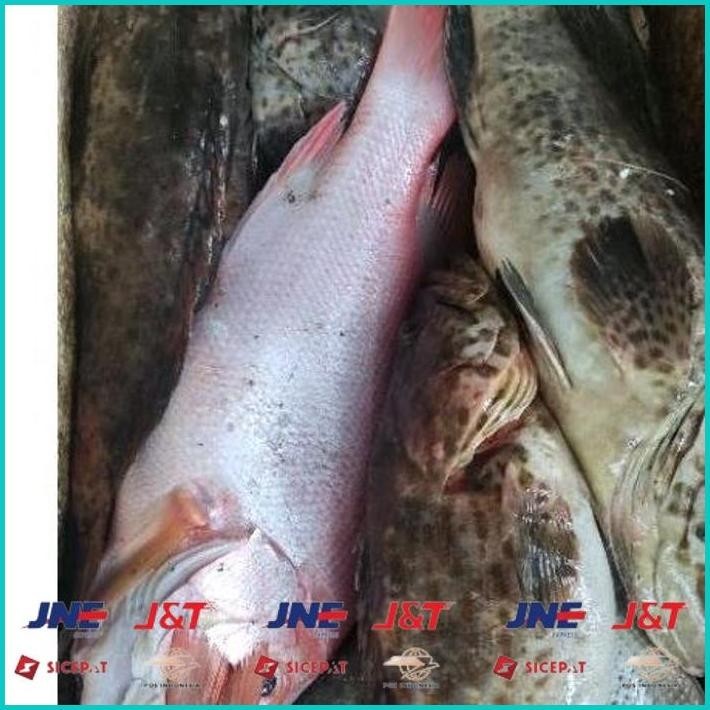 

BISMILLAH IKAN KERAPU SUPER/IKAN KERAPU BESAR SEGAR / IKAN LAUT SEGAR 1 KG ALISUP