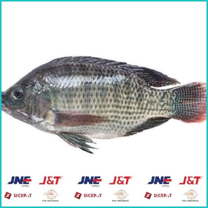 

BISMILLAH IKAN NILA FRESH PER 1KG ALISUP