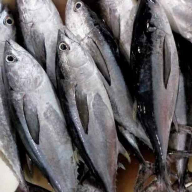 

ikan tongkol abu" fresh 500gr