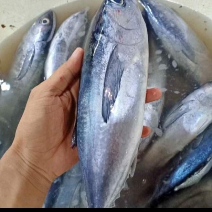 

ikan tuna baby pancingan segar 1kg