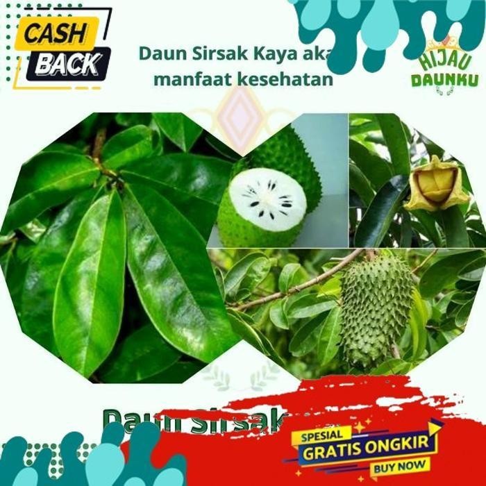 

PROMO DAUN SIRSAK HERBAL SEGAR HIJAU NON KIMIA 100LEMBAR LANGSUNG DI PETIK