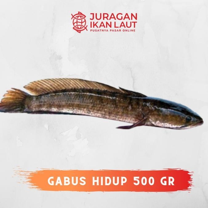 

Ikan Gabus Hidup Segar Fresh Berkualitas - 500 Gram
