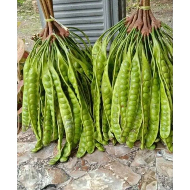 

pete murah/pete segar/Pete jawa. Per ikat dapat 5 lonjor.