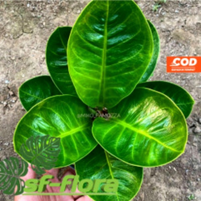 Tanaman Hias Anthurium Jemani Mangkok Caesar - Anthorium Jemani Caesar