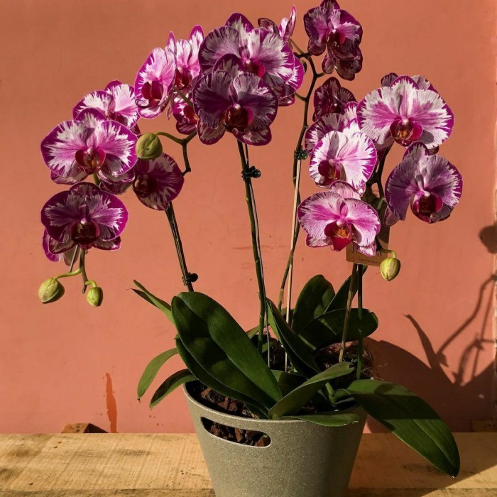 Anggrek Bulan Spike Ungu Corak Jumbo