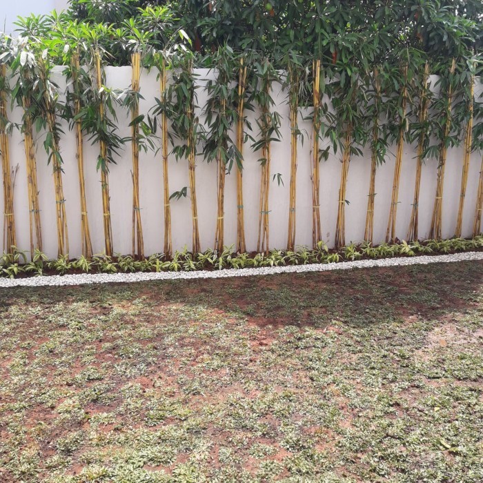 Bambu Kuning Hias/Bambu Taman/Tanaman Pagar
