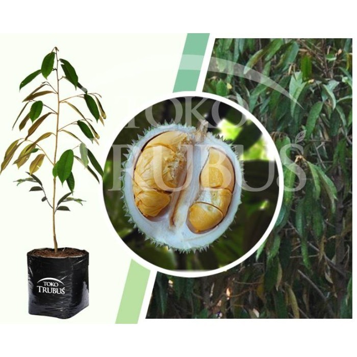 Bibit Durian Duri Hitam / Durian Ochee