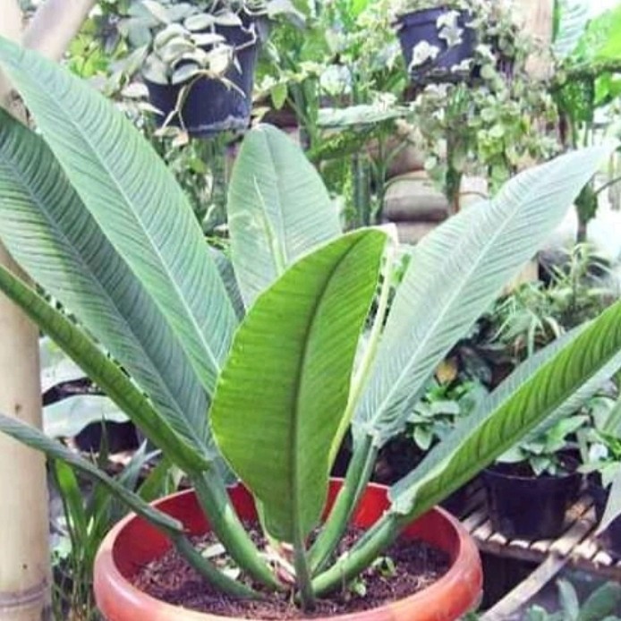 Tanaman Hias Linet Philo Linet Murah