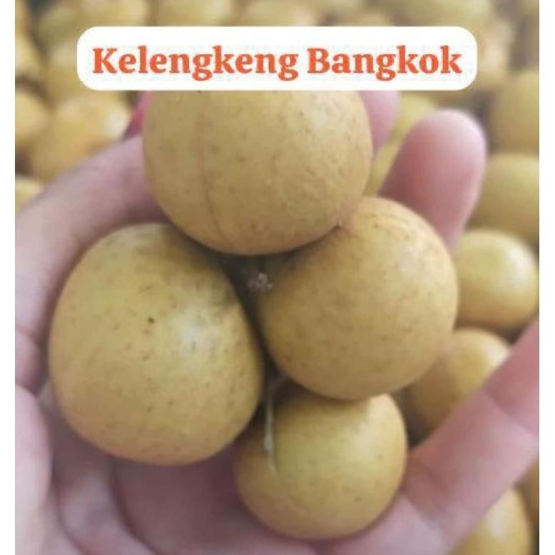 

Terbaru Kelengkeng Gemol Manis/Kg Iq45