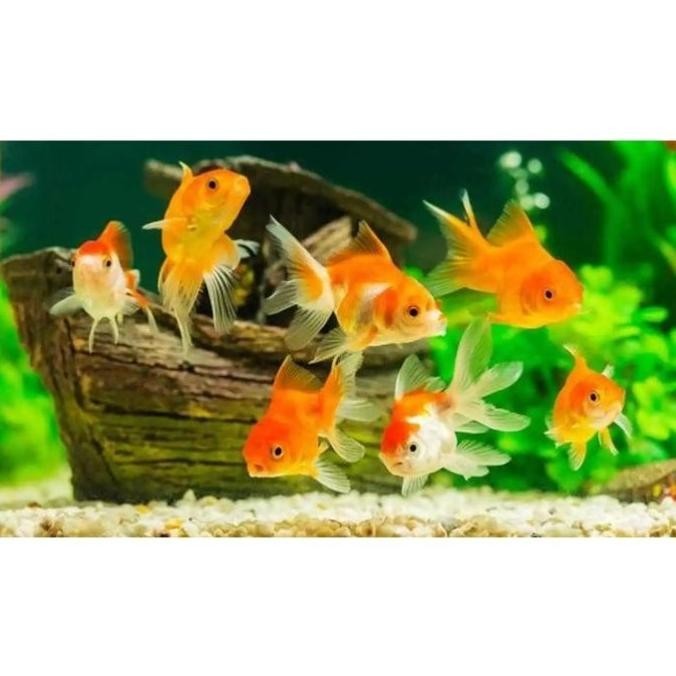 

Hot Sale #Name Promo Hemat