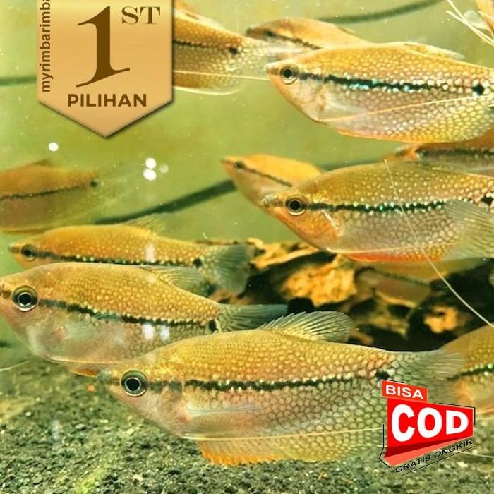 Bisa Cod Fj_ Sepat Mutiara Ikan Hias Aquascape Hiasan Aquarium Tanaman Air Tawar Limited