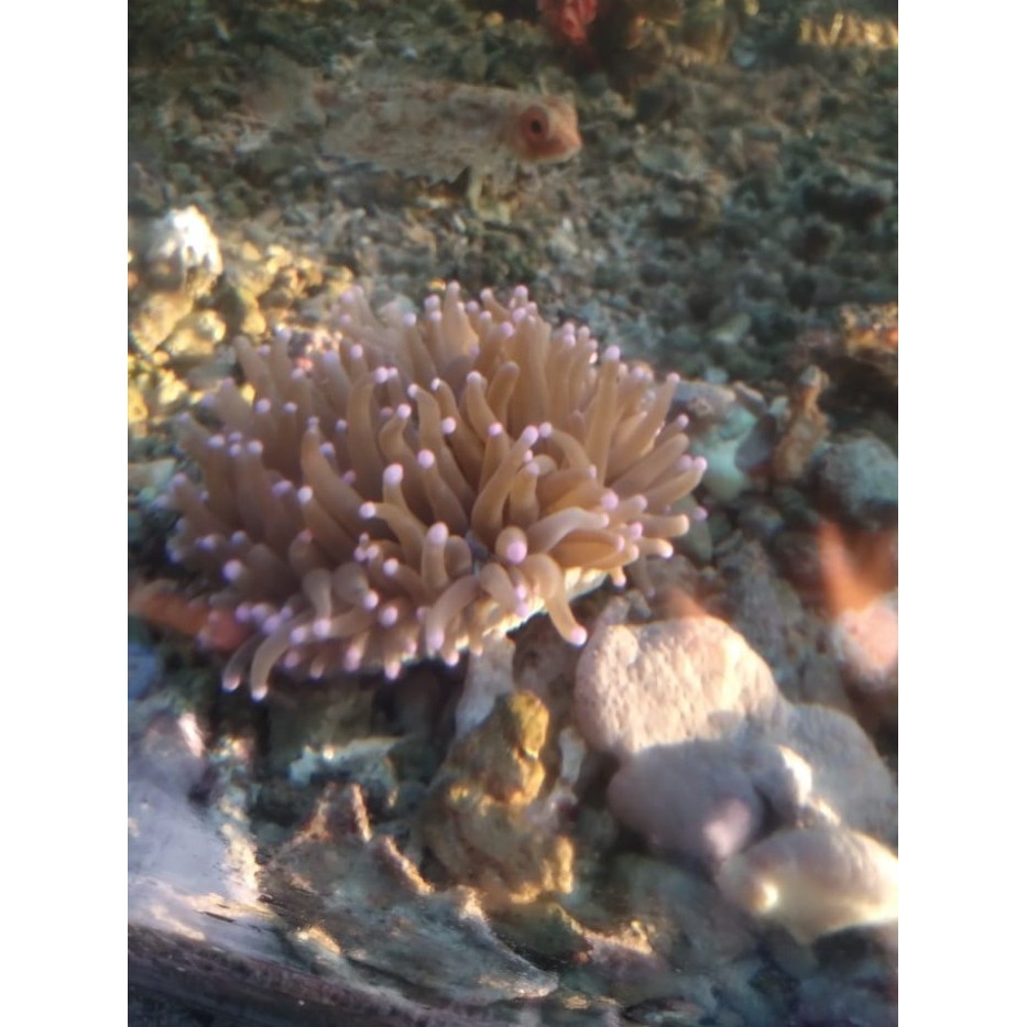 Ede Piring Anemon Tip Pink - Terumbu Karang / Coral