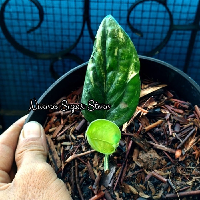 Monstera Karstenianum Variegata Sirih Badak Varigata Murah Ekonomis