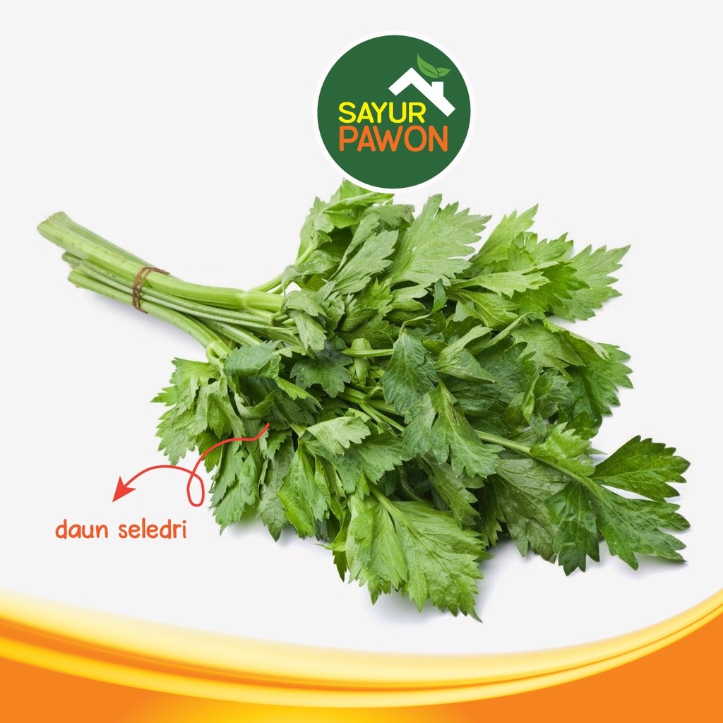 

DAUN SELEDRI SEGAR per ikat kecil 50gram