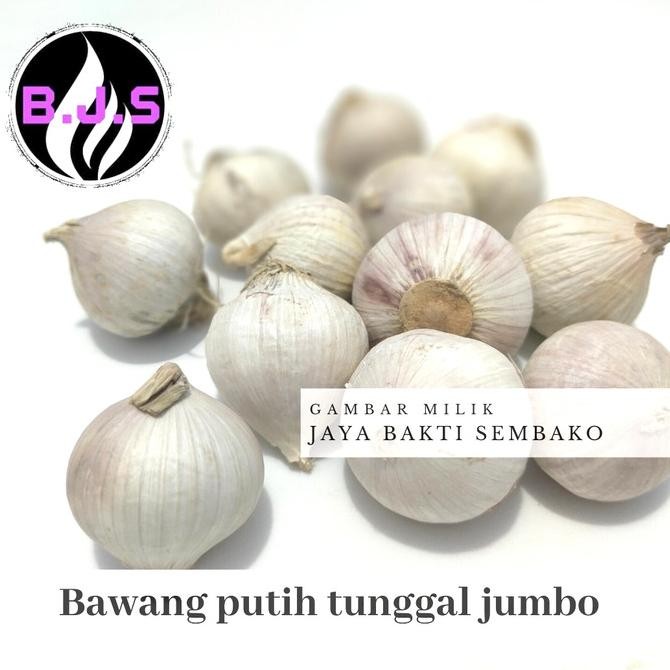 

Bawang Putih Tunggal/Lanang Jumbo 1Kg