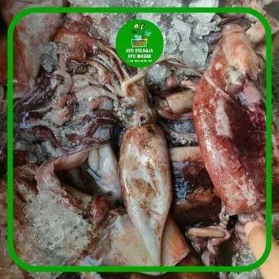 

Cumi Sotong (Frozen) per Box