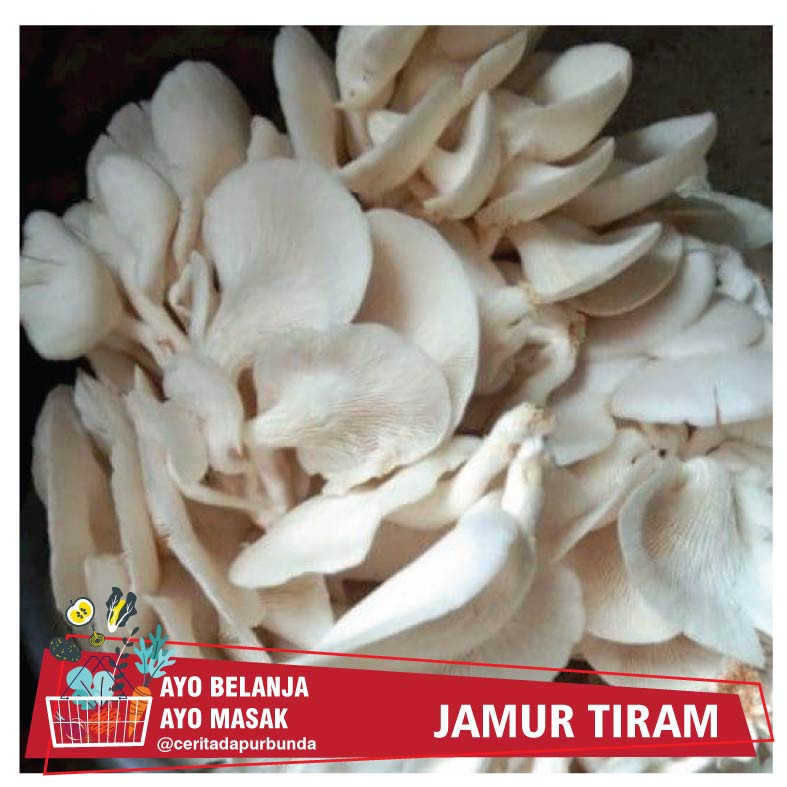 

JAMUR TIRAM / JAMUR PUTIH SEGAR [harga per bungkus]