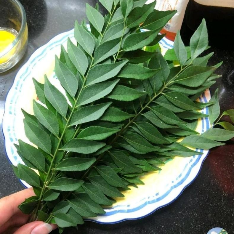 

DAUN KARI SALAM KOJA SEGAR 15 TANGKAI - CUCI GUDANG