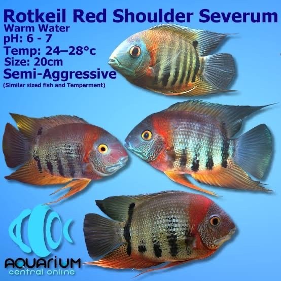 Severum Rotkeil Cichlid Berkualitas Ikan Aquarium
