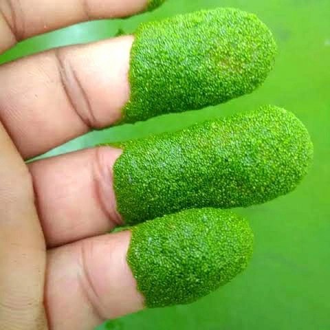 Wolfia Pakan Alternatif 1Kg