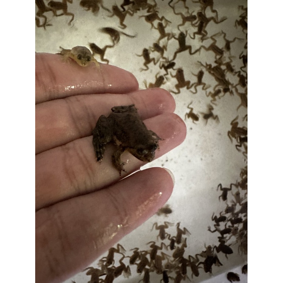 Kodok Air Pakan Hidup, Arwana Predator Packing Oksigen