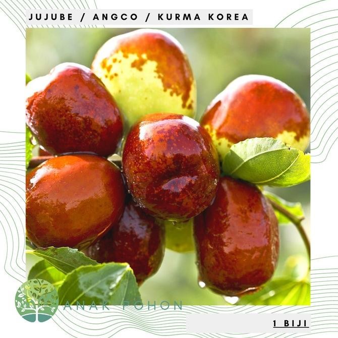 Bibit Biji - Buah Jujube Angco Kurma Korea Kurma China Seeds ATV