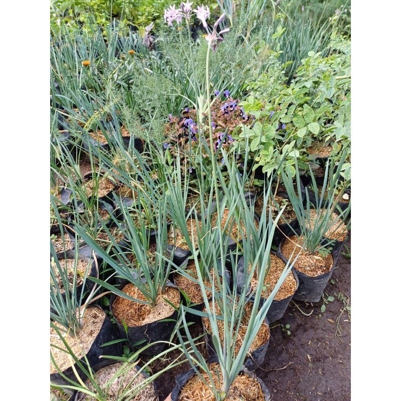 Tanaman Kucai Sayur Segar Unggul - Kucai Batang Besar Rimbun - Bibit Kucai Siap Panen