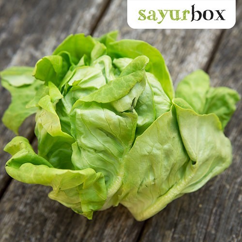 

Selada Butterhead Hidroponik Hidroponik 250 gram Sayurbox