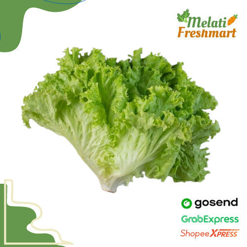 

Sayur Selada / Salada Keriting Hijau Segar 250 gr / gram - Melati Freshmart