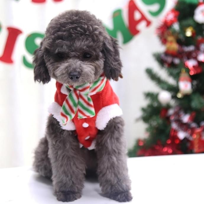 Kostum Natal Anjing dengan Syal / Pet Dog Christmas Costume Scarf