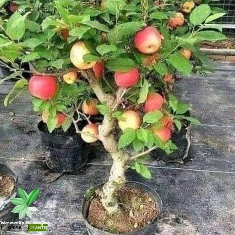 BIBIT APEL FUJI HASIL STEK BATANG DARI INDUKAN SUDAH BERBUAH BISA KIRIM COD SIAP DIKEBUNKAN ATV