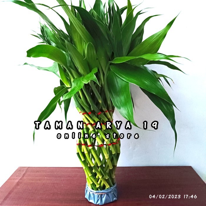 INDOOR PLANT LUCKY BAMBOO