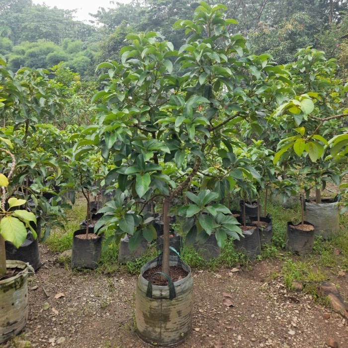 POHON BUAH ALPUKAT MIKI TINGGI 2M - BIBIT ALPUKAT MIKI SIAP BERBUAH