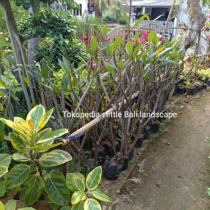 POHON KAMBOJA MERAH KECAP