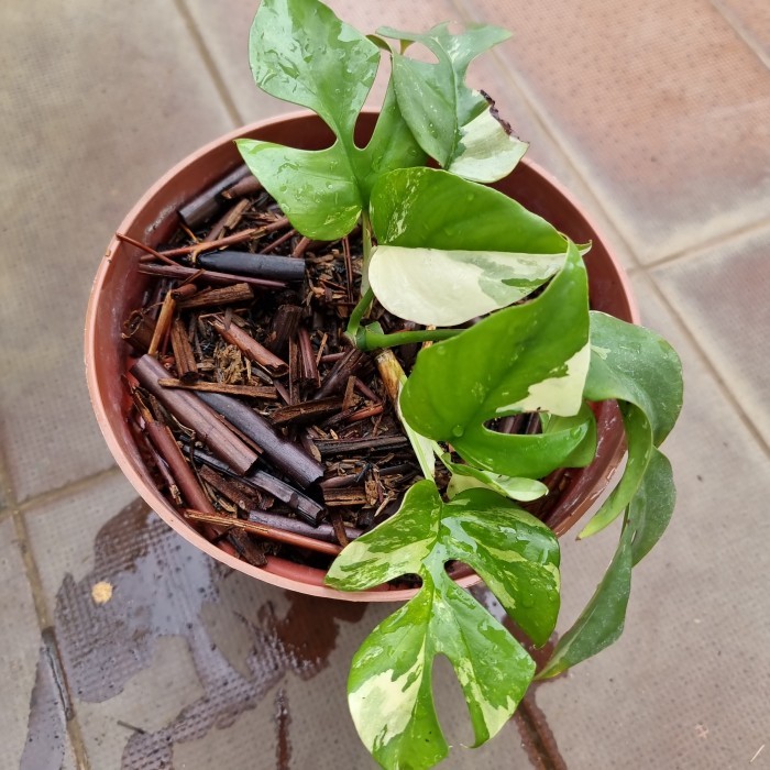 TANAMAN HIAS BUNGA RHAPHIDOPHORA TETRASPERMA VARIGATA