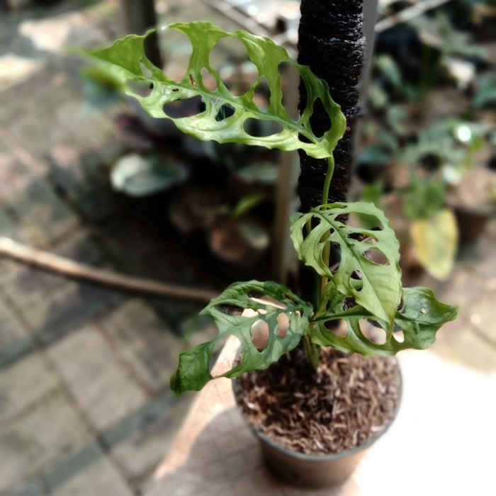 MONSTERA OBLIQUA PERU