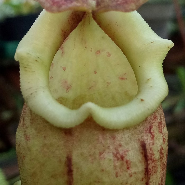 NEPENTHES BOSCHIANA X MAXIMA MALUKU/KANTONG SEMAR/NEPENTHES/KARNIVORA