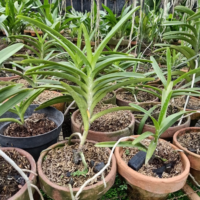 BIBIT ANGGREK VANDA MOKARA