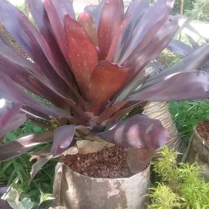 POHON BROMELIA RED/ BROMELIA MERAH JUMBO