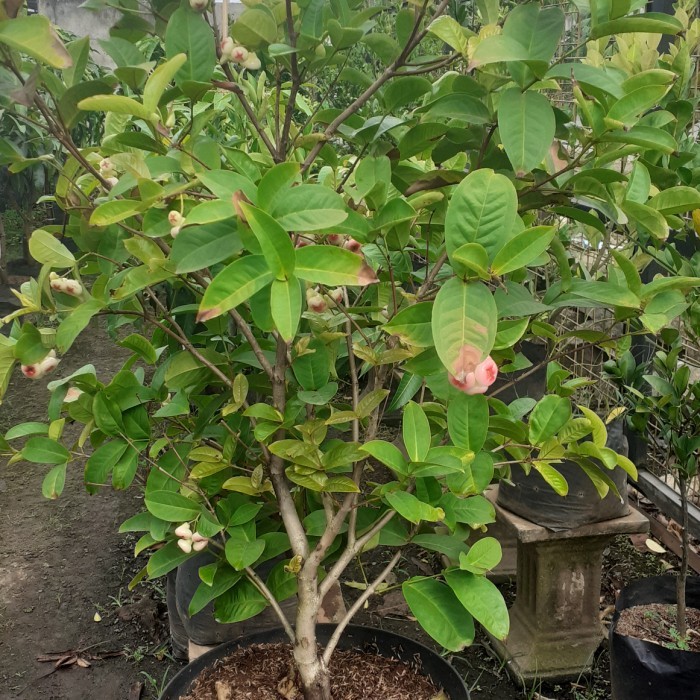 JAMBU AIR KANCING RIMBUN BERBUAH