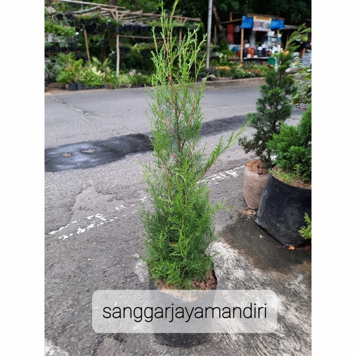 CEMARA WANGI TINGGI 70-80CM