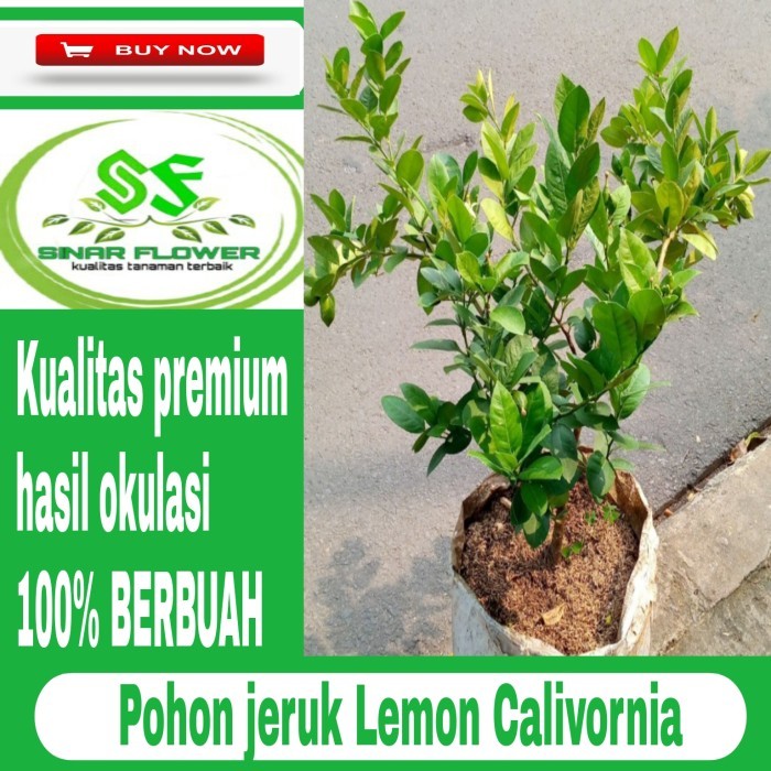 POHON JERUK LEMON CALIFORNIA BERBUAH-JERUK LEMON KUNING - LEMON JUMBO