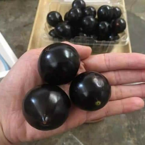 JABOTICABA OBLONGATA OR JABOTICABA JUMBO GIGANTE PLINIA SP