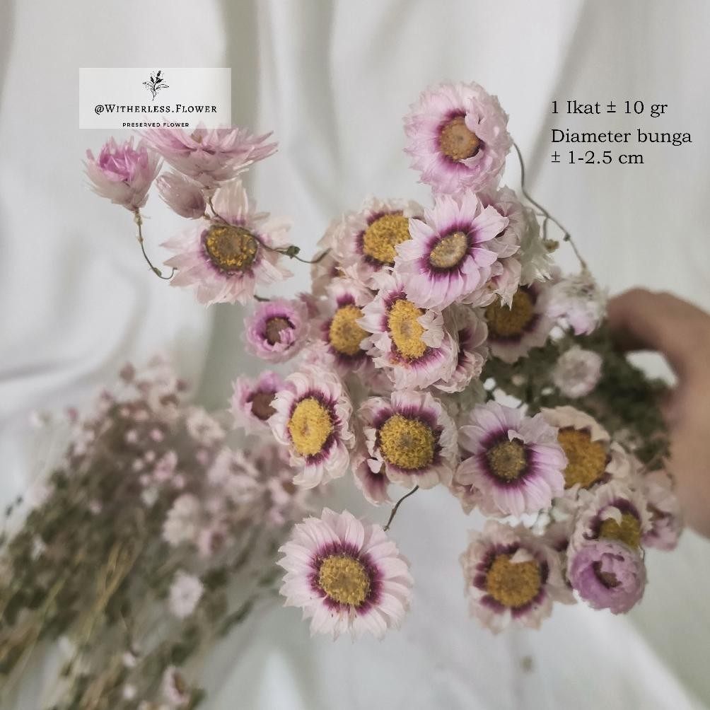 Best Seller 10 Gr Dried Rodanthe Flower / Dried Flower Daisy Rodanthe / Bunga Kering Dg-4