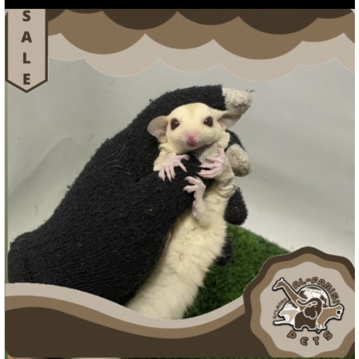 Sugar Glider SG Creamino Jantan Joy Termurah