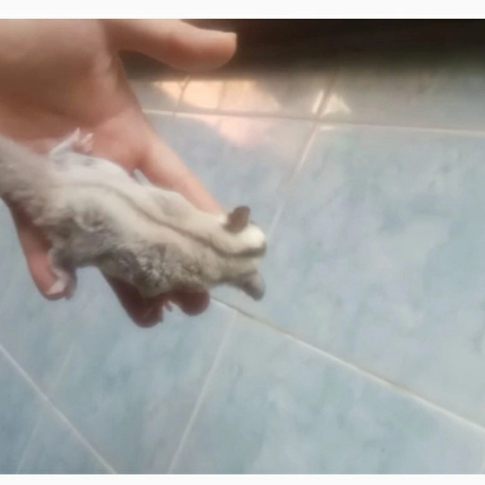 sugar glider platinum ph leu