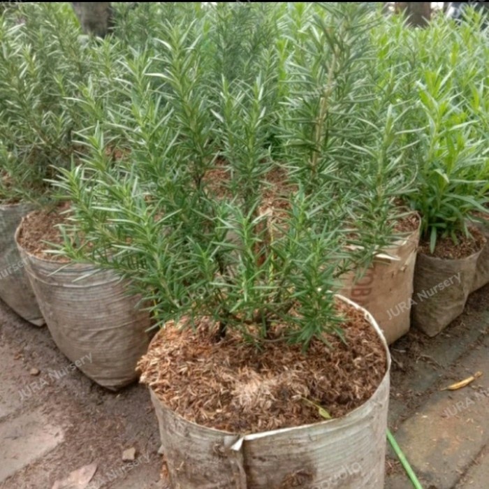 Terlaris Tanaman Rosemary Besar Rimbun