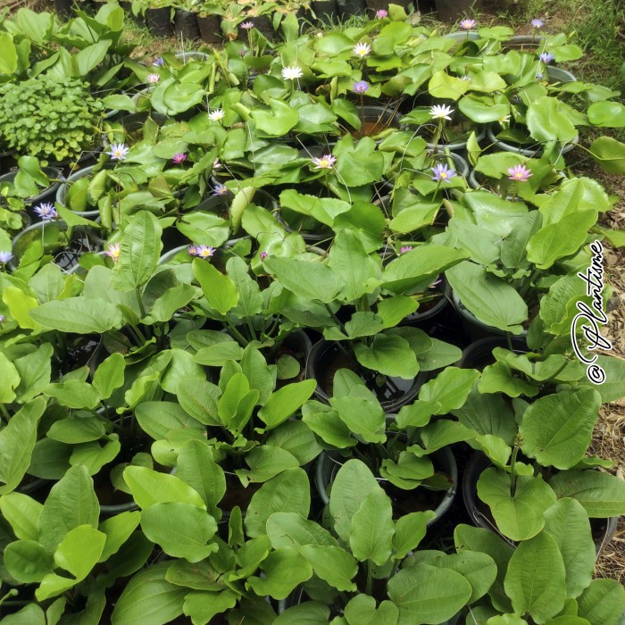 [Hiasan] Tanaman Hias Air Bunga Melati Air Putih Water Garden Kolam Ikan Koi [Taman]