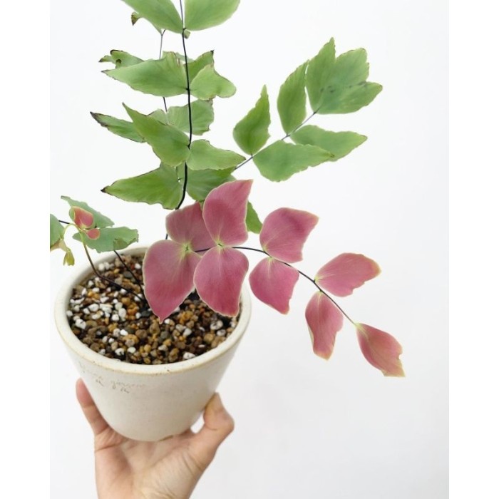 [Bibit] Bunga Suplir Kupu Kupu / Pakis Suplir Pink / Adiantum Macrophyllum [Unggul]